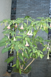 Brugmansia suaveolens hybrid RCP7-10 188.jpg